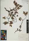 Foto von Salix herbacea L. x Salix lapponum L.